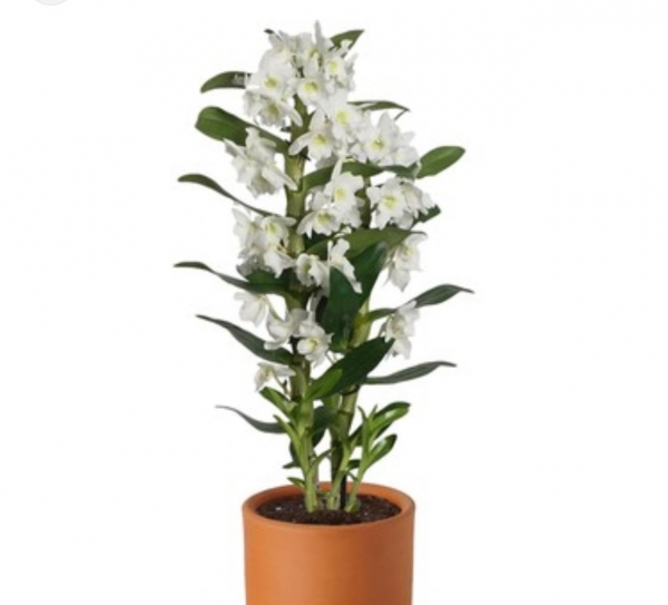 BAMBU ORKİDE