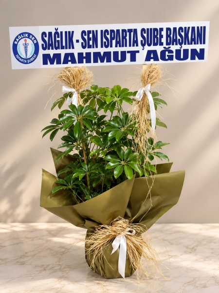 çiftdal şeflera büyük yazı ile
