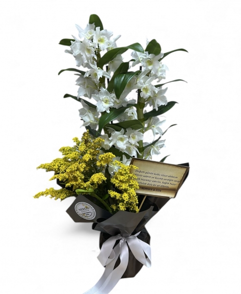 BAMBU ORKİDE 099
