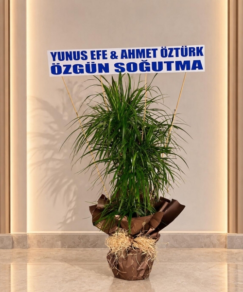 margariya 3 lü büyük yazı ile