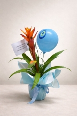 GUZMANIA