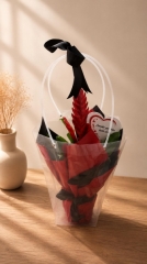 Vriesea alev kılıcı kırmızı