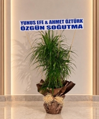 margariya 3 lü büyük yazı ile